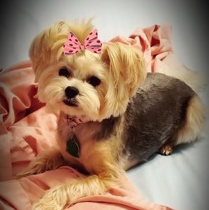 Meet your Posher, Margot